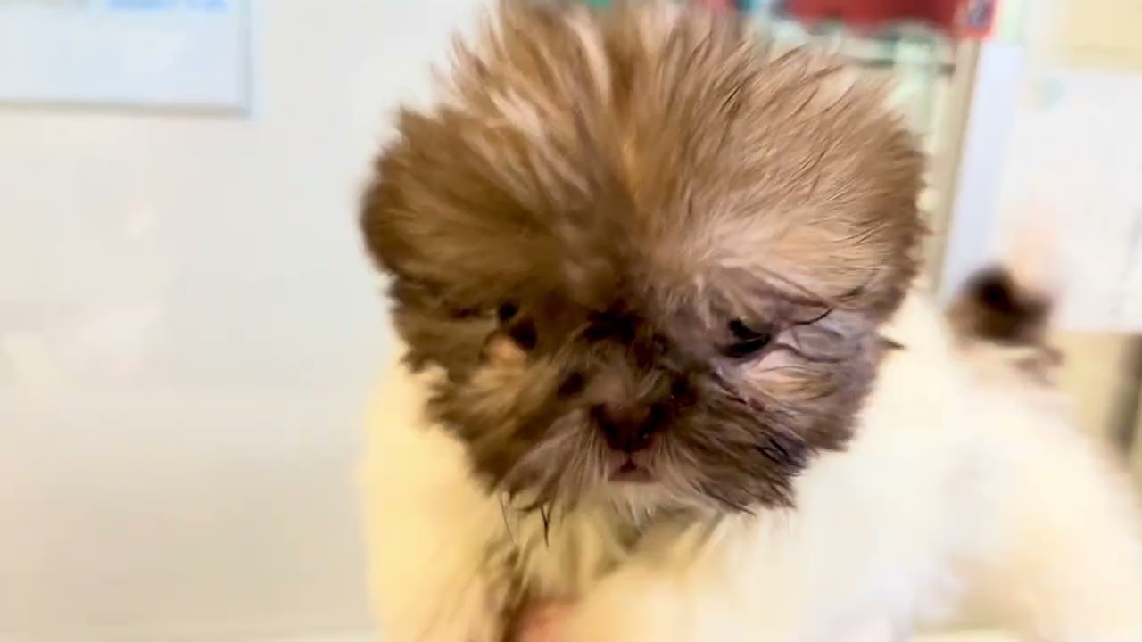 This week’s puppies! 01-15-2026