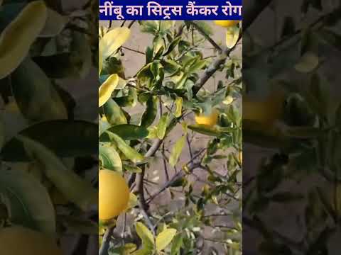 न ब क स ट रस क कर र ग Shorts Lemon