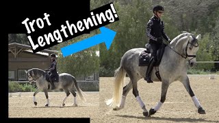 Develop Your Trot Lengthening!