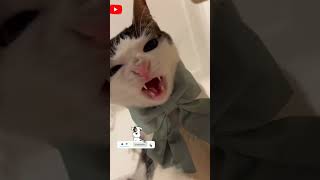 Cat Crunching Its Food