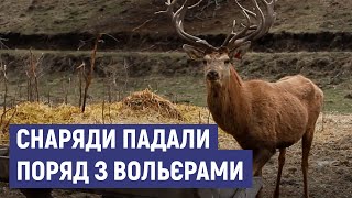 А deer farm in the Sumy region survived the shelling of the Russian military