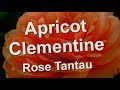 Apricot clementine rose tantau