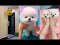 Tik Tok Chó Phốc Sóc Mini 😍 Funny and Cute Pomeranian #93