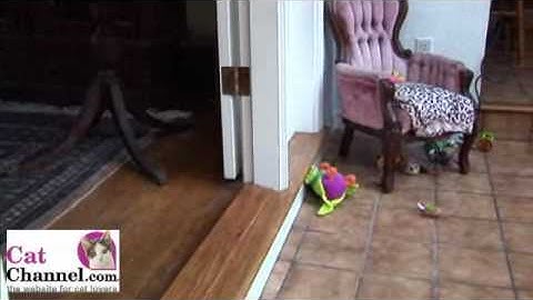 Cat Clicker Training Lesson 6: Find the Keys - CatChannel.com