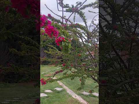 Hibiscus Flower ba ito #shorts #arlene