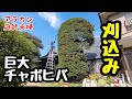 【刈込み】266 ポールバリカン大活躍！大きなチャボヒバの刈込み作業。