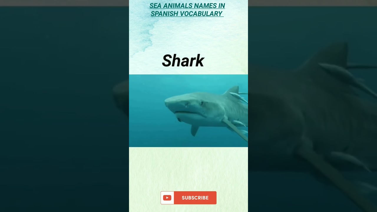 Sea animals vocabulary words in Spanish language