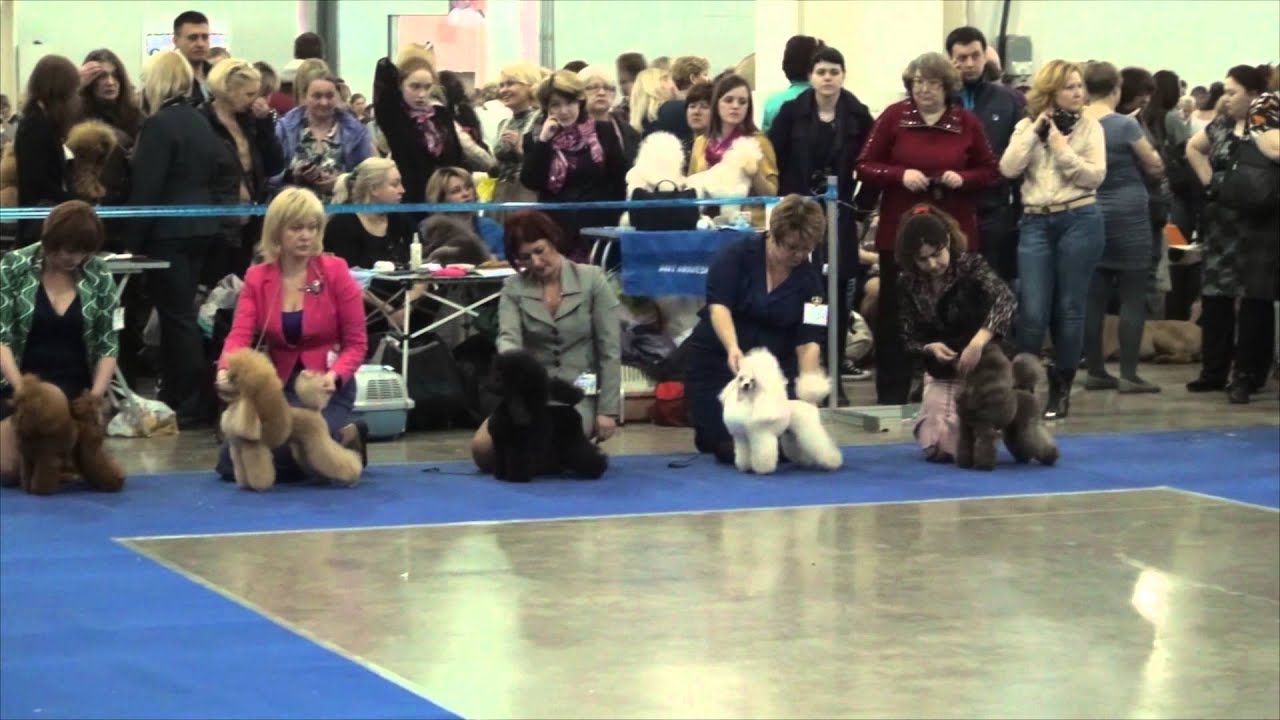 21.03.15 Москва. Международная выставка САСIB ЕВРАЗИЯ-1. Той пудели и миниатюрные.