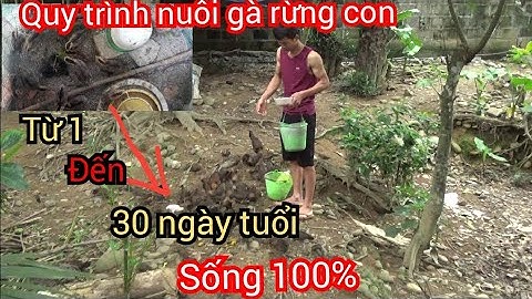 Quy Trình Nuôi Gà Rừng Con Từ 1 Đến 30 Ngày Tuổi Sống 100%