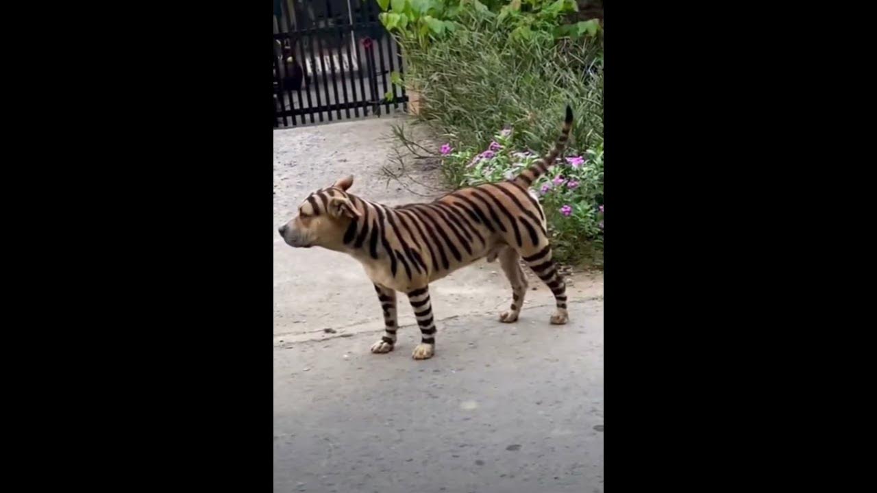Полосатая собака#reels#respect#video#dog#viral#tiktok#youtubeshorts# ...