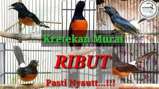 suara ketrekan murai batu emosi