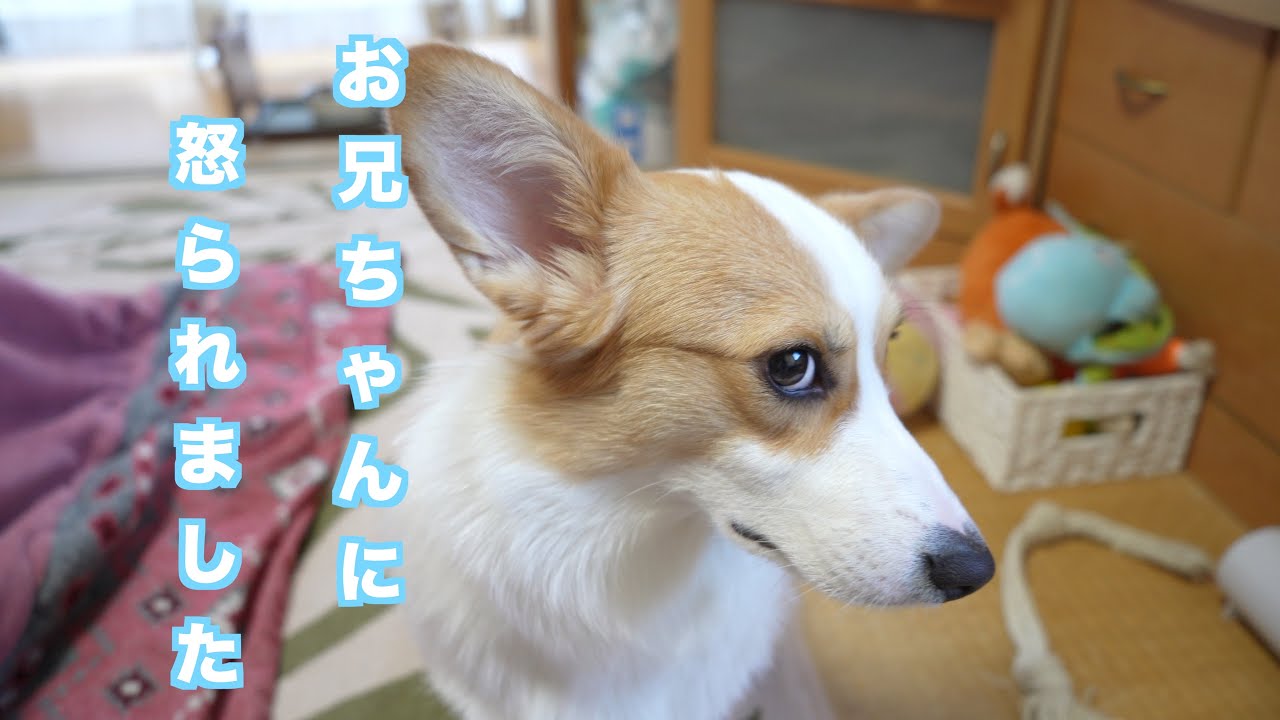 アインとおじさん第81話　アインとNewベッド