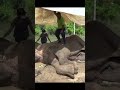 Wildlife officers trying to save this elephants life. | このゾウの命を救おうとする野生動物保護官。#shorts #animals