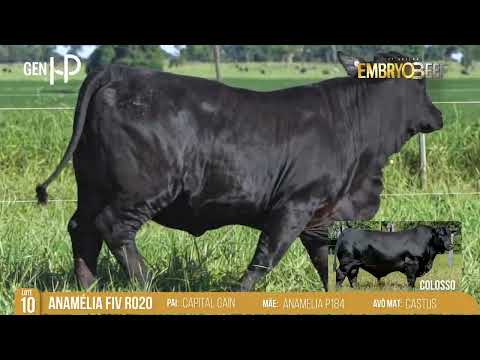 LOTE 10 ANAMÉLIA FIV R020