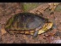 Caractersticas de las tortugas taparrabo o estuche  tvagro por juan gonzalo angel