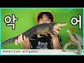 엄청 큰 악어 피규어 american alligator