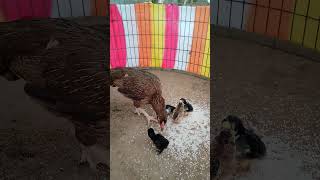 Hen Feeding to Chicks #murgichicks #babyanimals #chicken