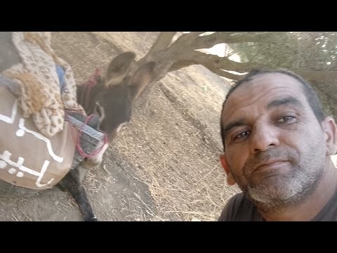 عابر سبيل ومعانات الشمس 