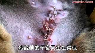 女獸醫絕育　叮叮留 3 吋刀疤唔願郁