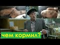 Вот это результати.120 кг в четыре месяца от роду. Сім'я в селі.