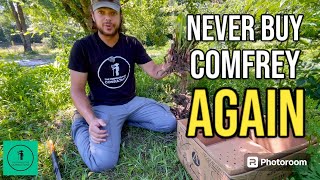 How to Easily Multiply and Plant Comfrey