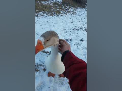 подготовка боевых гусей - YouTube