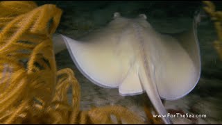 Learning To Sea - The Southern Stingray