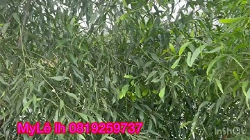 Cần bán nhanh DT 5 mẫu giá 130 triệu 1 công thuộc huyện Thạnh hóa tỉnh Long An