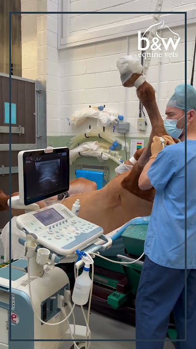 Equine Surgery - Septic Synovial Structure - B&W Equine Hospital #animal #equine #vet