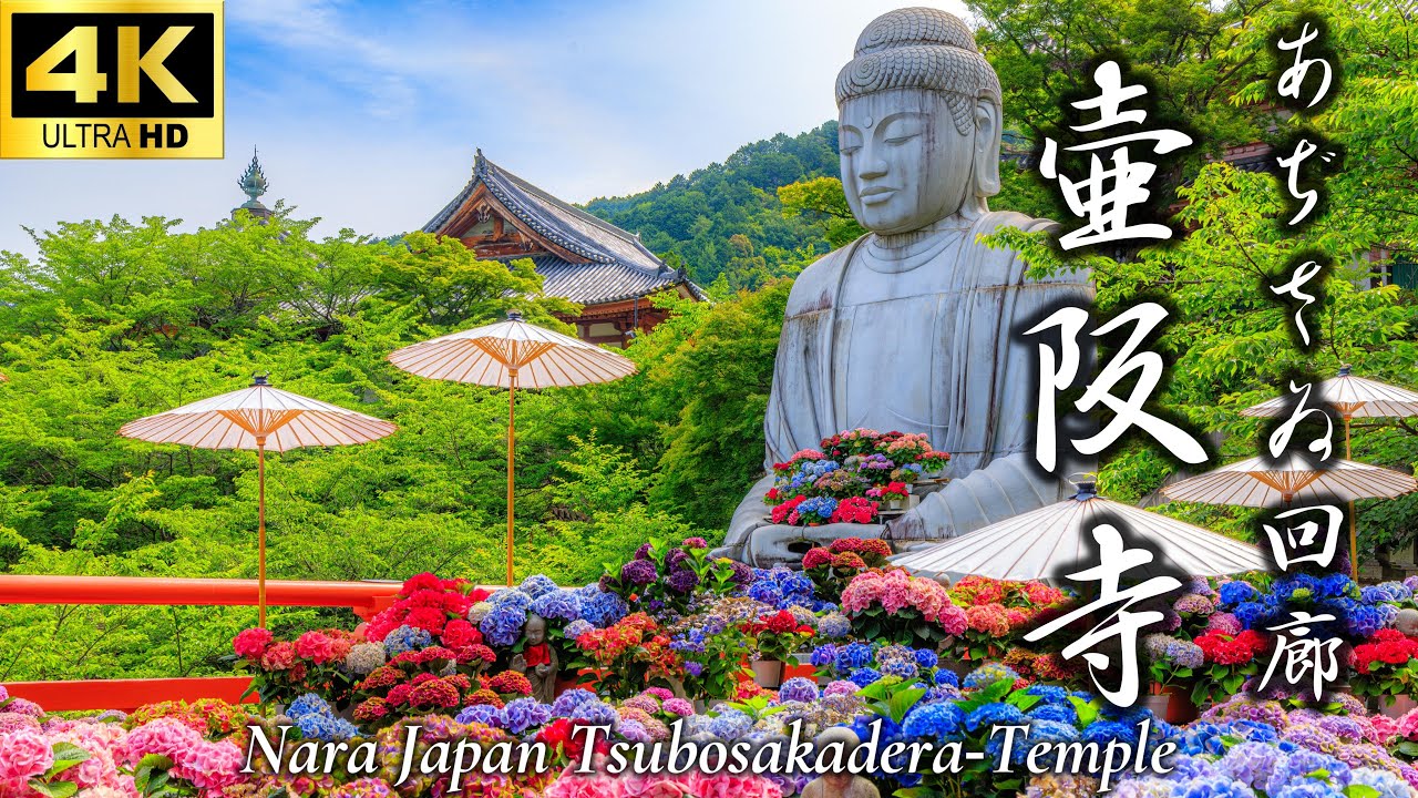 心を癒す絶景 壷阪寺あぢさゐ回廊】紫陽花｜あじさい｜新緑大仏｜日本