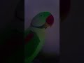 Bugu parrot 🦜| calling a mithu a mithu clear voice | cute mithu #bugu #parrotvideo #talkingparrot
