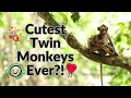 🐒 Cinematic Monkey Footage in Cambodia | Wildlife Moments by vanntey.morn