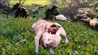 Hançer ile pusat neler oluyor.!! Afrika ormanlarındayız 250 koyun sürüsü