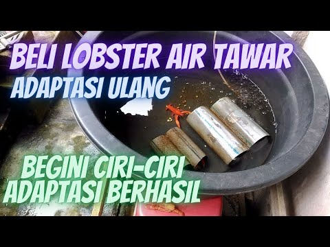 Ciri-ciri Adaptasi Lobster Air Tawar Berhasil Dengan Air & Lingkungan baru // cryfish, redclaw