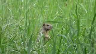 Ground squirrel Mating Call