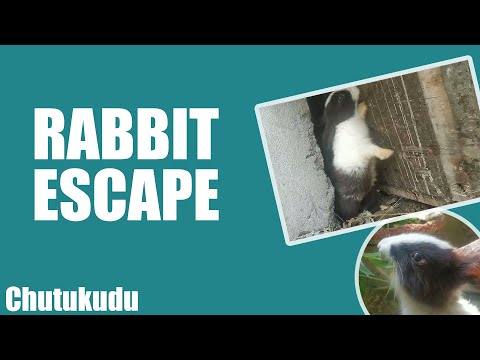 Rabbit Escape |