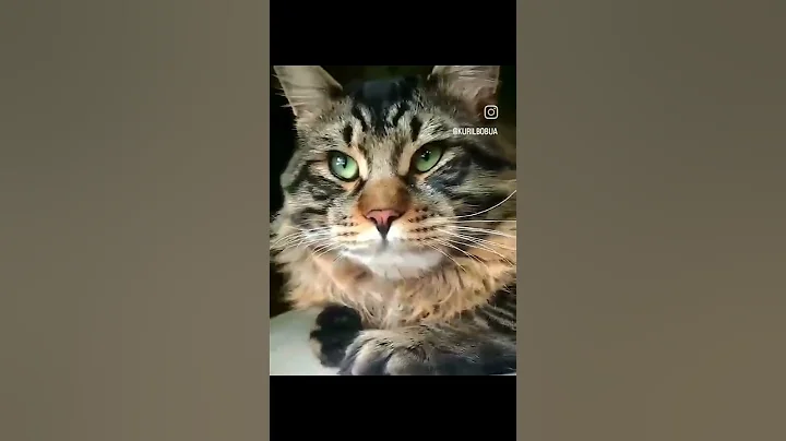 Video 8561171: bobtail breed, bobtail cat, cat love