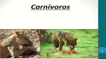 Quais as divisões do estômago dos monogástricos?