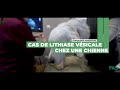 Cas clinique fas n5  cas de lithiase vsicale chez une chienne