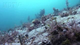 Ocean Bottom Viewer Housing For The Go Pro Camera Test