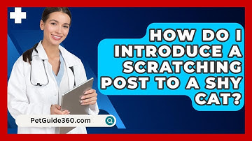 How Do I Introduce A Scratching Post To A Shy Cat? - PetGuide360.com