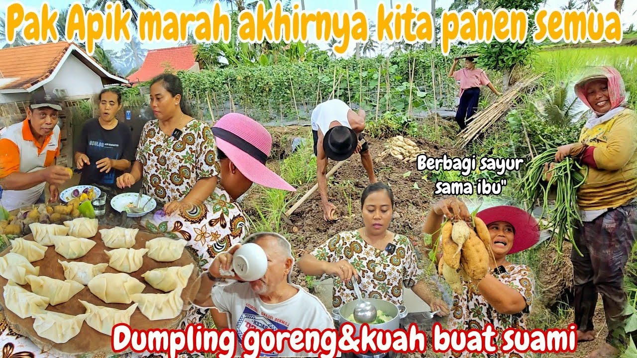 PAK APIK NGAMUK⁉️ PANEN UBI MADU YG TERSISA,,KACANG PANJANG,GAMBAS DLL ...