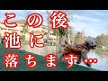 よそ見してたらうちの犬が冬の池に落ちましたｗ【トイプードル】