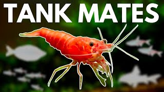 7 BEST Shrimp Tank Mates You Need to Try