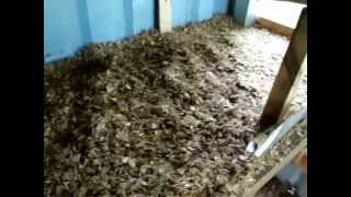 litter deep chicken method coop