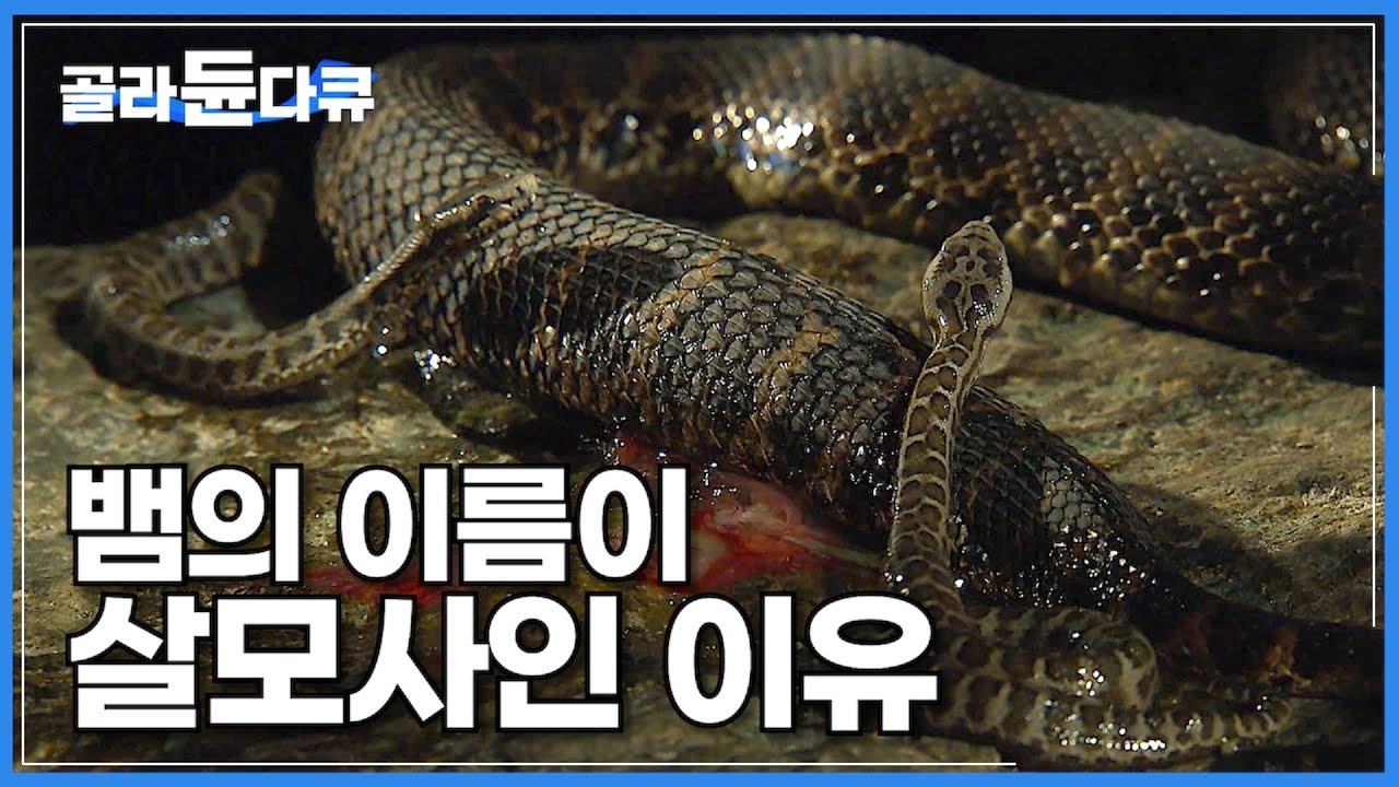 살모사는 정말로 어미를 죽이고 태어날까?│다큐프라임│#골라듄다큐