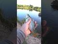 Краснопёрка на поплавок #fishing #рыбалка #shorts