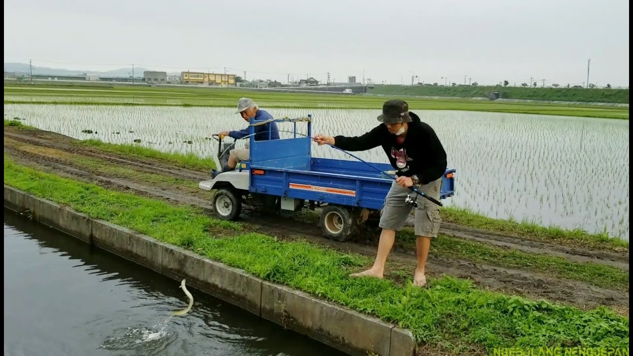 Mancing Ikannya Di Kasihin Orang Jepang