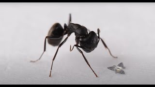 Microflier: The smallest-ever human-made flying microchip