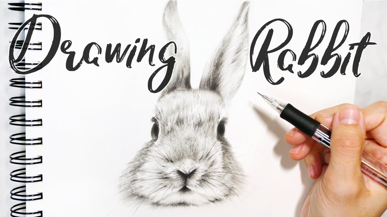 Rabbit Sketch「 Realistic Rabbit Drawing 」Draw a Rabbit - 兔子素描 手繪畫兔 ...
